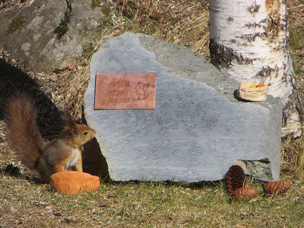 arrtu-red-squirrel-3
