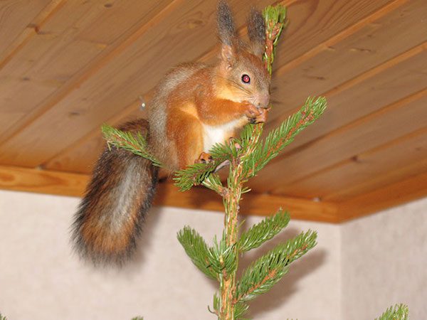 arrtu-red-squirrel-4