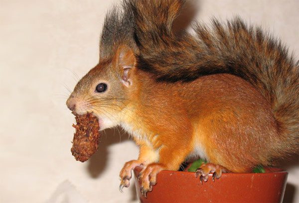 arrtu-red-squirrel-5