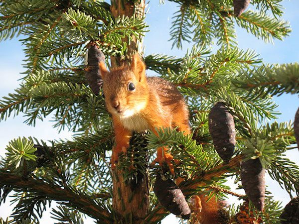 arrtu-red-squirrel-7