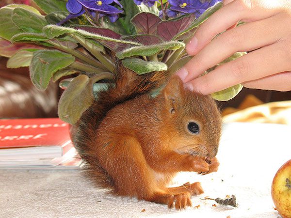 arrtu-red-squirrel-8