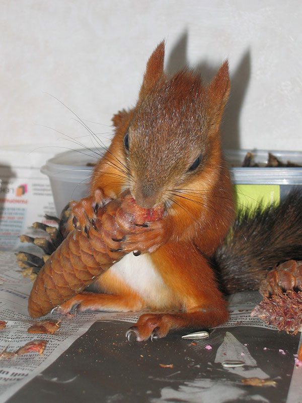 arrtu-red-squirrel-9