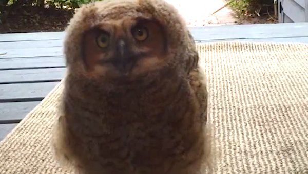 baby owl on doorstep
