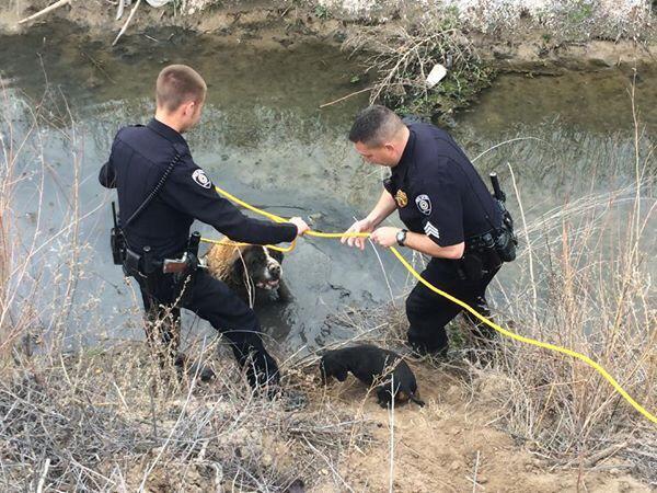 belen-dog-rescue-1