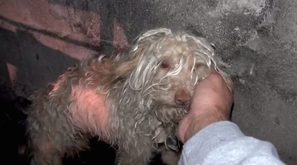 dog rescued from sewer tunnel