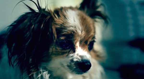 Bo the dog needs a friend