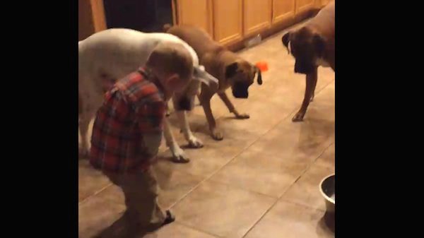 toddler plays with boxers