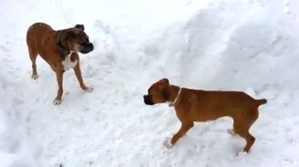 Old Boxer Dog Tricks Puppy Into Running In Circles