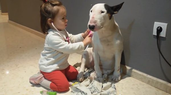 girl plays doctor with bull terrier