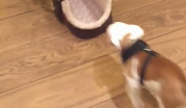puppy gets into pet carrier by herself