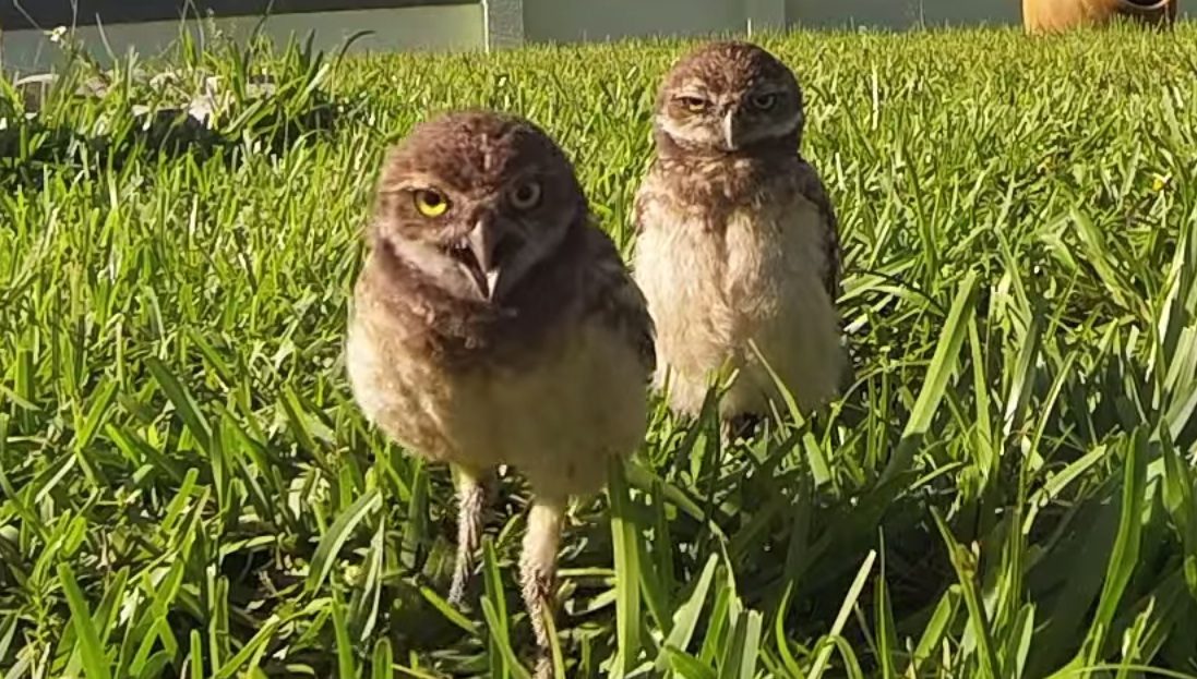 borrowing owls closeup