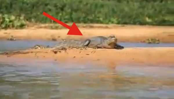 caiman vs jaguar
