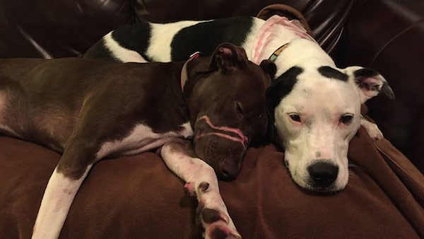 Sweet Dog Found With Duct Tape Around Her Mouth Makes Amazing Recovery