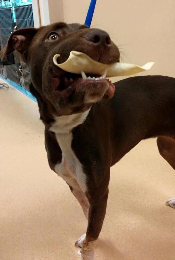 Photo credit: Charleston Animal Society