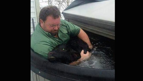 calf saved in hot tub