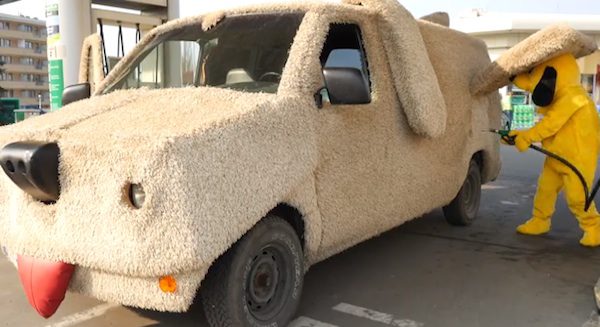 car dog