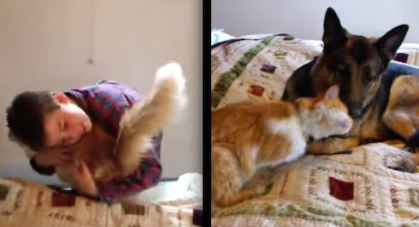 missing cat reunited with family