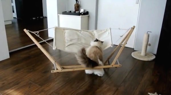 cat tries hammock