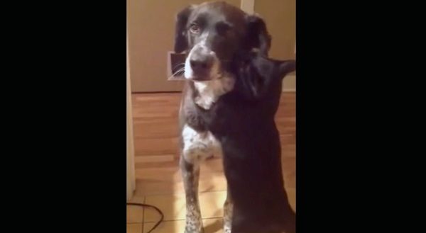 Cat Can’t Contain His Excitement After Waiting 10 Days For Dog To Come Home