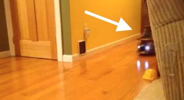 cat on rc toy
