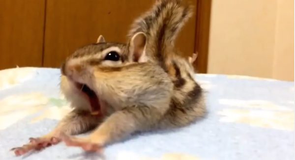 chipmunk stretching