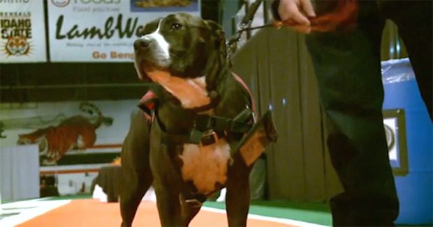 Cletus the service dog