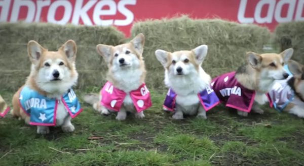 funny corgi race