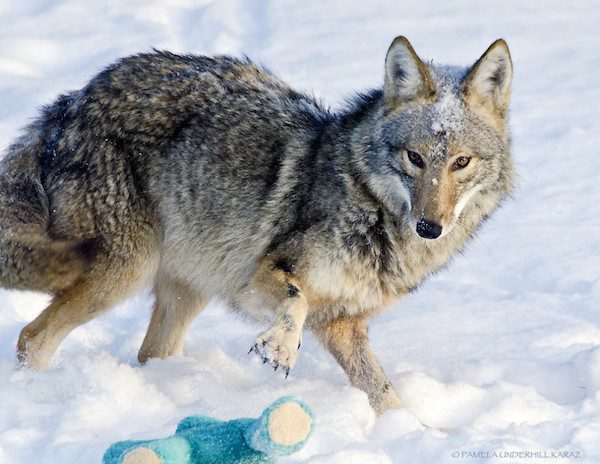 coyote-underhill_karaz-1