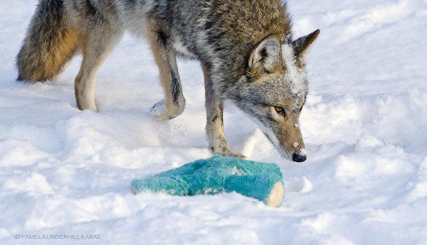 coyote-underhill_karaz-2