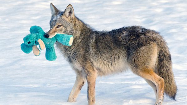 coyote-underhill_karaz-3
