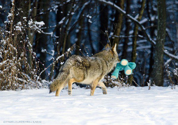 coyote-underhill_karaz-4