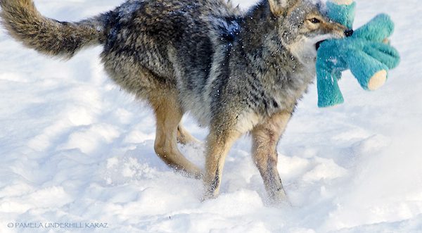 coyote-underhill_karaz-5