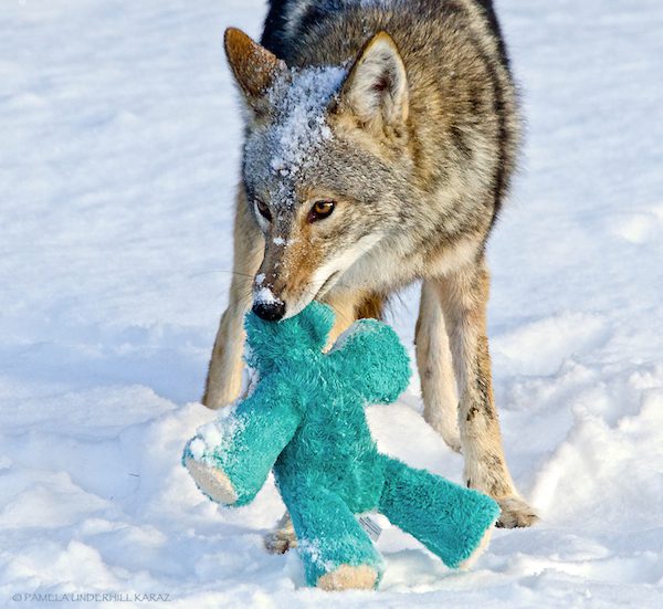 coyote-underhill_karaz-6