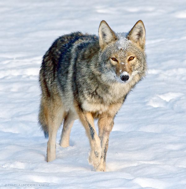 coyote-underhill_karaz-7