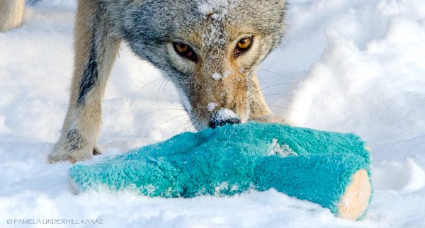 Coyote Finds An Old Dog Toy And Has Photographer Running For Her Camera