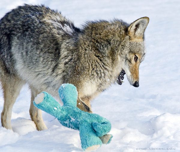 coyote-underhill_karaz-9