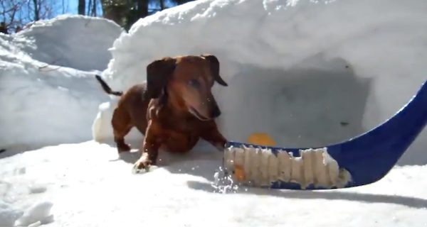 Dachshund plays hockey fetch