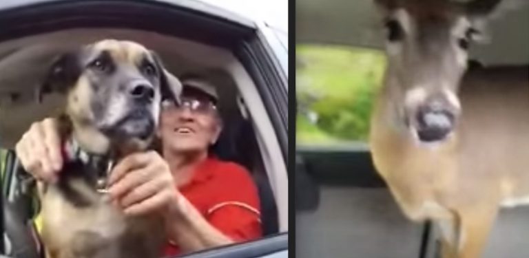 Couple Surprised By Driver’s Unusual Backseat Passenger