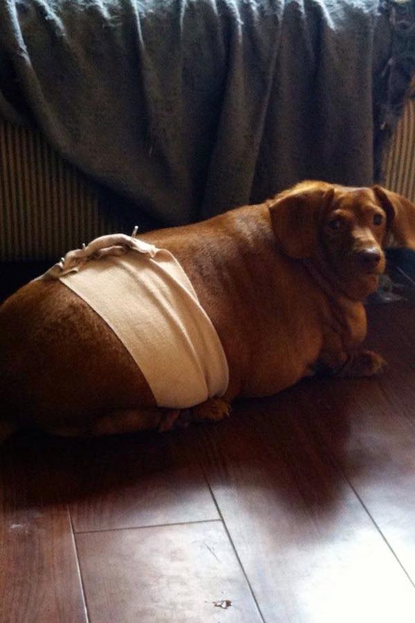 dennis-dachshund-2