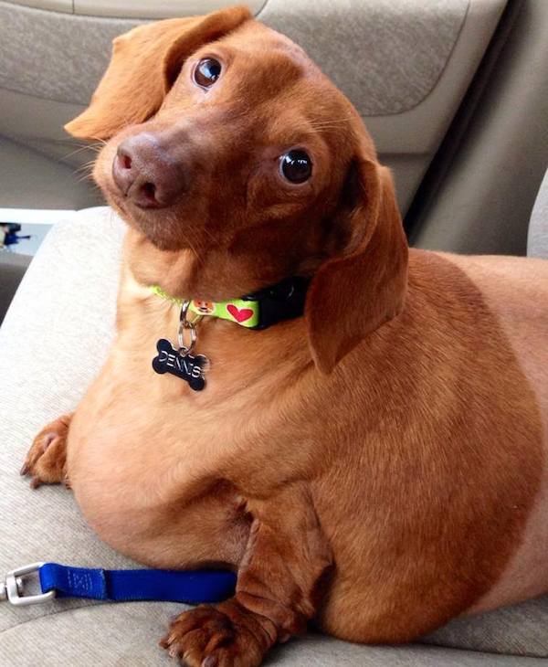 dennis-dachshund-4b