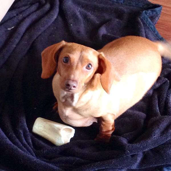 dennis-dachshund-6