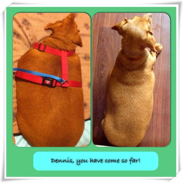 dennis-dachshund-progress