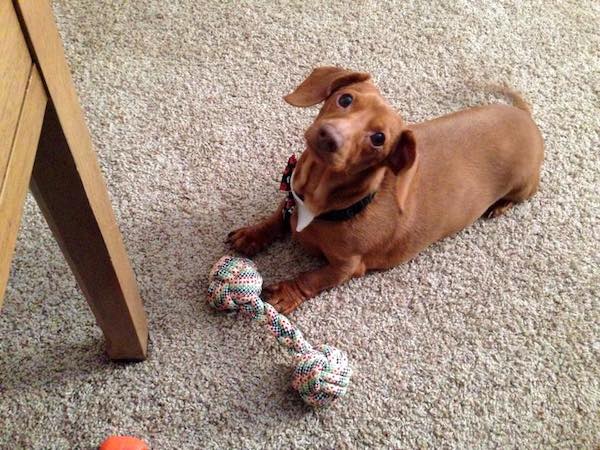 dennis-dachshund-toy
