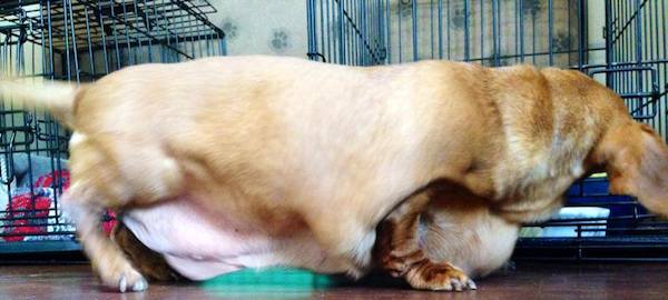 dennis-the-dachshund-5