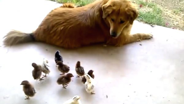 Bailey the dog adopts chicks