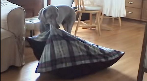 dog carries bed