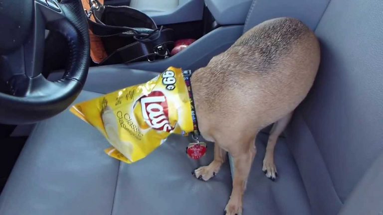 Families Share Heartfelt Warning ‘Please Prevent Pet Suffocation’