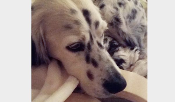 Girl Discovers Heartwarming Reason Her Dog Acts Strangely When She Sleeps