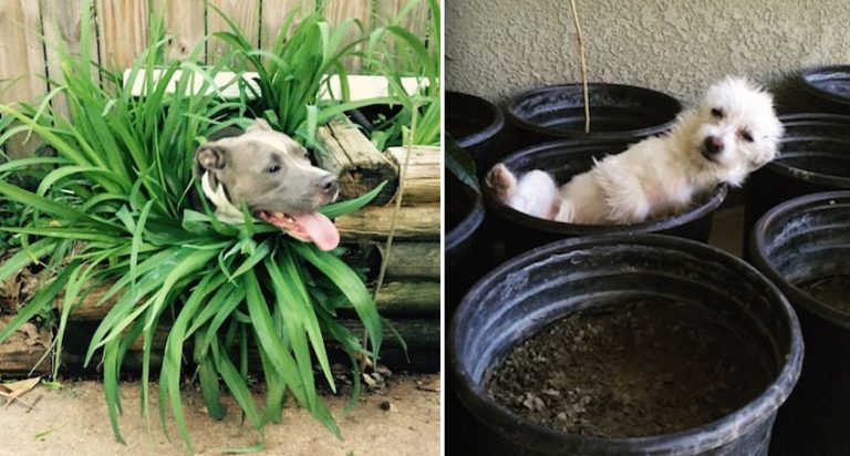 17 Adorable ‘Dog Plants’ Are Sprouting Up In Gardens Everywhere