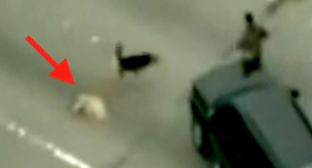 dog protects his injured mother